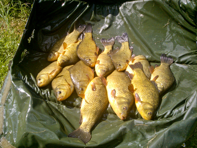 crucian catch crucian catch