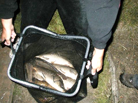 Ray Cook winner of first evening match at the clay pit, some of the carp in a total of 64lb 8oz - new 3 hour match record Ray Cook winner of first evening match at the clay pit, some of the carp in a total of 64lb 8oz - new 3 hour match record
